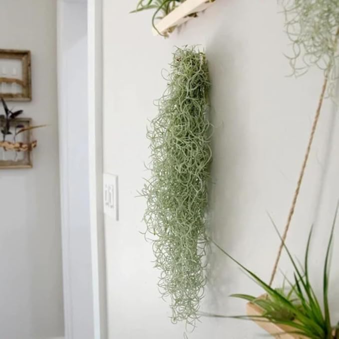 Fresh Air Plant Live Spanish Moss Houseplants Clump 10" Long to Grow, Tillandsia Air Purifying Plants Indoor for Hanging Décor