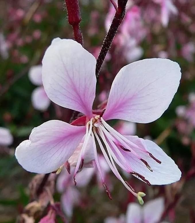 100PCS Gaura Lindheimeri Flower Seeds Wildflower Flower Seeds Heirloom