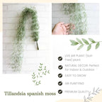 Fresh Air Plant Live Spanish Moss Houseplants Clump 10" Long to Grow, Tillandsia Air Purifying Plants Indoor for Hanging Décor