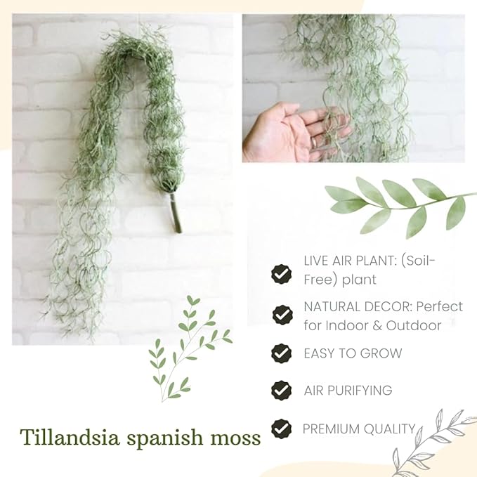 Fresh Air Plant Live Spanish Moss Houseplants Clump 10" Long to Grow, Tillandsia Air Purifying Plants Indoor for Hanging Décor