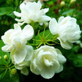 50 Pcs Jasmin Seeds for Planting Fragrant Flower Seeds for Home Garden Decor