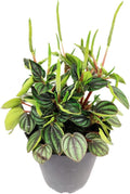 Peperomia Piccolo Banda (4 inch) - Air-Purifying Houseplants - 4/6 inch Unique Live Decorative Houseplants - Low-Maintenance Indoor Plants, House Warming Gift, Natural Air Purifier