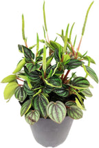 Peperomia Piccolo Banda (4 inch) - Air-Purifying Houseplants - 4/6 inch Unique Live Decorative Houseplants - Low-Maintenance Indoor Plants, House Warming Gift, Natural Air Purifier