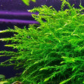 Willow Moss - Live Aquatic Moss Plants Aquarium Freshwater Planted Tank (2 Portions)