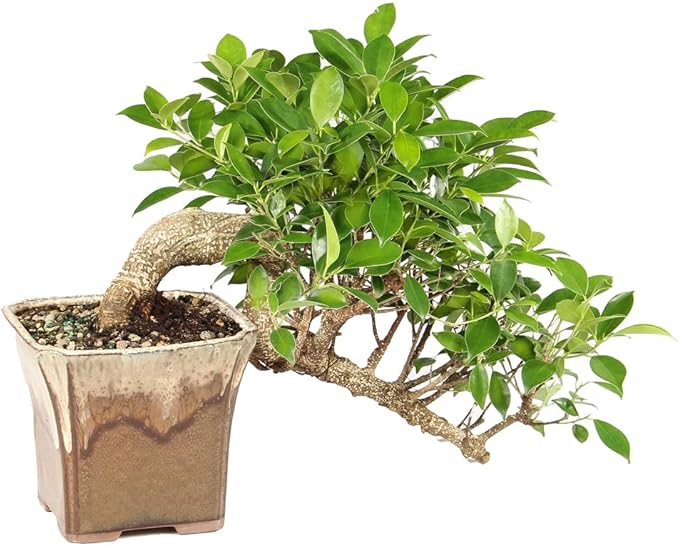 Brussel's Bonsai - Live Golden Gate Ficus Bonsai Tree in Ceramic Bonsai Pot, Indoor Bonsai Plant, 4 Inches Tall, Easy Care Houseplant for Home or Office (Small, Green)