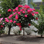 Brighter Blooms - Knock Out® Rose Tree, 3-4 ft. - No Shipping to AK, AZ, HI