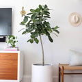 RedCrocus Fiddle Leaf Fig (Ficus lyrata) Indoor Plant, Large Green Foliage, Perfect for Living Rooms & Offices, Easy Care, Air Purifier, Container Friendly 10" Pot