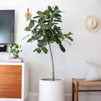 RedCrocus Fiddle Leaf Fig (Ficus lyrata) Indoor Plant, Large Green Foliage, Perfect for Living Rooms & Offices, Easy Care, Air Purifier, Container Friendly 10" Pot