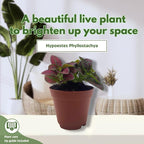 BubbleBlooms Red Hypoestes phyllostachya 2 inch Set of 3 Flamingo Polka Dot Plant Tiny Mini Pixie Plants