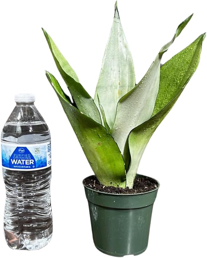 Sansevieria Moonshine in 4" Pot - Live Snake Plant - Easy to Grow Indoor Plant - Air Purifier House Plant - Office Gift