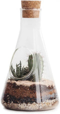 Suck UK Terrarium Chemistry Set | Chemistry Flask Terrarium Kit for Indoor Plants | Terrarium Kit for Kids & Adults | Glass Terrarium with Soil for Succulent Plants | Mini Ecosystem |