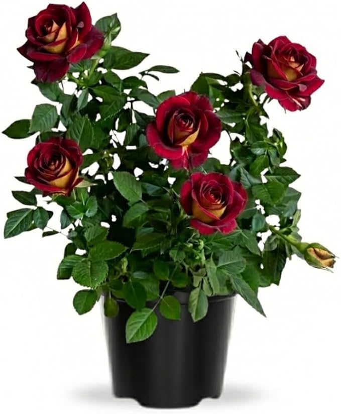 Rose Live Plant, Roses Flower Plant, Fragrant Flower for Planting, 4-6 Inches Tall, Bush Shrub Plants, Well Rooted, Ready to Grow (Deep Red Rose)