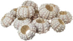Nautical Crush Trading 12 Purple Sputnik 1.5-3" Sea Urchin Shells - Air Plant Holder - No Plants Included