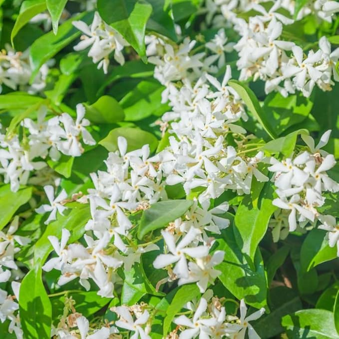 2 Jasmine Plants Live, Climbing Jasmine Flower Plant, Zone 4 to 11, 5 to 7 Inc in Height (Star)