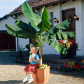 Brighter Blooms - Dwarf Cavendish Banana Tree, 6 inch - No Shipping to AK, AZ, HI