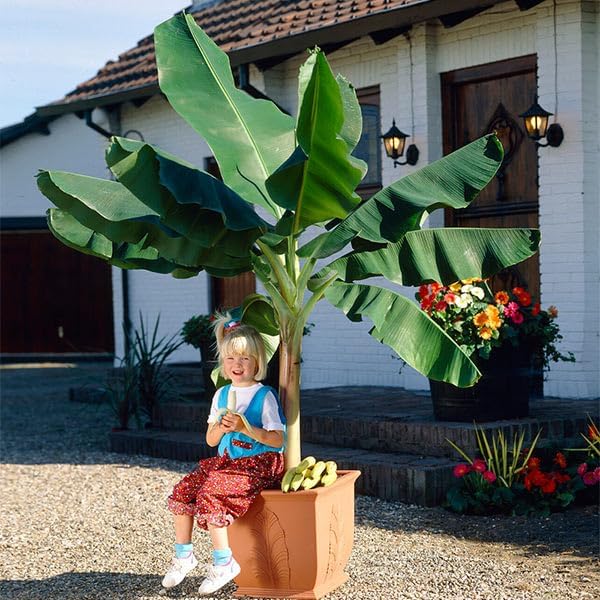 Brighter Blooms - Dwarf Cavendish Banana Tree, 6 inch - No Shipping to AK, AZ, HI