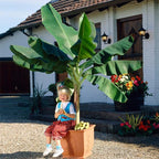 Brighter Blooms - Dwarf Cavendish Banana Tree, 3 Gallon - No Shipping to AK, AZ, HI