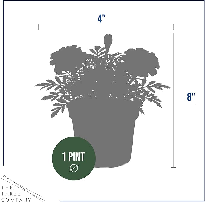 Live Flowering Marigold - Durango Red (4 Per Pack), Beautiful Spring Color, 8" Tall by 4" Wide in 1 Pt Pot
