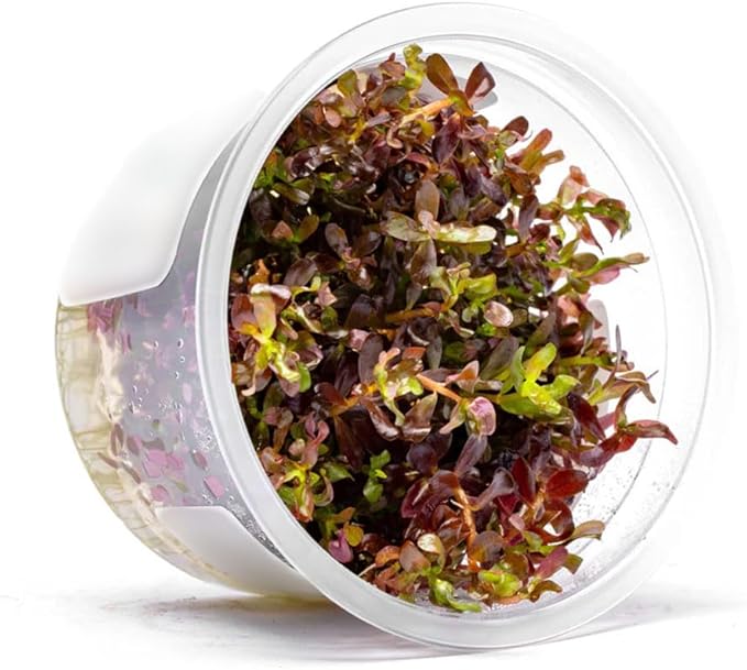 SubstrateSource Live Plant - Rotala Rotundifolia Blood Red (Rotala rotundifolia) - Midground to Background Stem, Snail-Free in Vitro Aquarium Plant - Tissue Culture