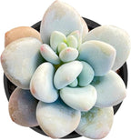 Sprout N Green Graptosedum Miul in 2 inch Starter Pot, Rare Live Succulent Plant Fully Rooted with Soil, Home Office Indoor Outdoor Wedding Decoration DIY Projects Party Favor