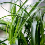 Perfect Plants Ponytail Palm | Beaucarnea Recurvata | 10in Tall | Easy Care Houseplant | Perfect for Bright Light Conditions, 6 in Grower's Pot, | Air Purifying