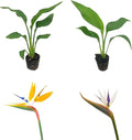 Live Orange & White Birds of Paradise Plant Variety - 'Birds of Paradise' Strelitzia nicolai - ragnaroc Tropical Plant 6-10” Tall - 2ct - Live Arrival Guaranteed - House Plants for Home Decor & Gift