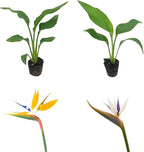 Live Orange & White Birds of Paradise Plant Variety - 'Birds of Paradise' Strelitzia nicolai - ragnaroc Tropical Plant 6-10” Tall - 2ct - Live Arrival Guaranteed - House Plants for Home Decor & Gift