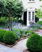 Ten Green Velvet Boxwoods - Low Maintenance Evergreen - 10 Live Plants Shipped 6-8" Tall by DAS Farms