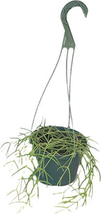 Hoya Linearis Live Plant in 6” Hanging Pot – Rare Trailing Houseplant with Fuzzy Foliage - Hoya Plants Live Houseplants - Air Purifying Plant - Ships from CA (6" Hanging Pot, Long)