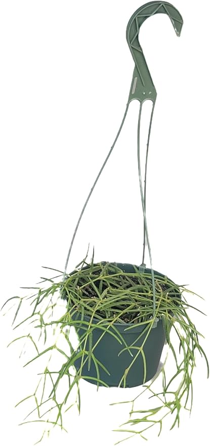 Hoya Linearis Live Plant in 6” Hanging Pot – Rare Trailing Houseplant with Fuzzy Foliage - Hoya Plants Live Houseplants - Air Purifying Plant - Ships from CA (6" Hanging Pot, Long)