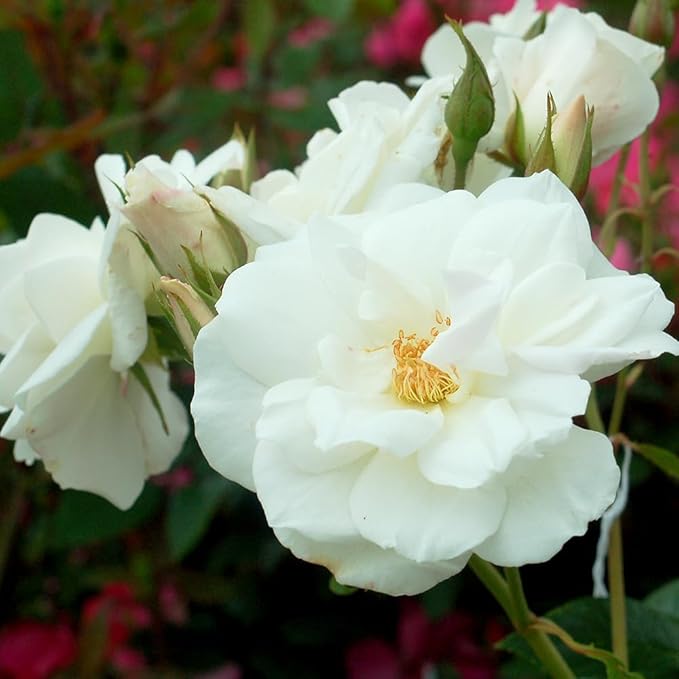 Rosa 'Iceberg' (Floribunda Rose) Rose, white flowers, #3 - Size Container