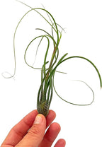 ragnaroc Live Air Plants - Tillandsia Butzii, Jumbo 7-9" - 1ct - Live Arrival Guaranteed - House Plants for Home Decor & Gift