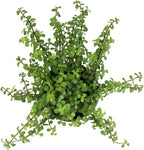 Trailing Elephant Bush Succulents, Hanging Plants Live Succulents Plants Live Houseplants, Hanging Planter Basket, Mini Succulents Live Plants Indoor Plants in Plant Basket by Plants for Pets