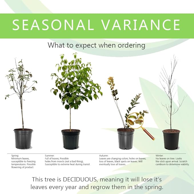 Accolade Cherry Blossom Tree, Elegant Blooms, 7 gal. Nursery Pot, 4–5 ft Tree Height (Due to Agricultural Laws, we Cannot Ship to CA, AZ, AK, or HI)