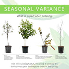 Accolade Cherry Blossom Tree, Elegant Blooms, 7 gal. Nursery Pot, 4–5 ft Tree Height (Due to Agricultural Laws, we Cannot Ship to CA, AZ, AK, or HI)