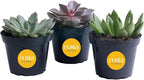 Costa Farms Echeveria Succulents Fully Rooted Live Indoor Plant 6-Inches Tall, in Grower Pot, 3-Pack