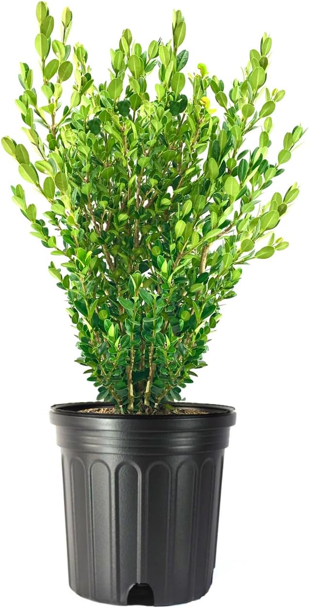 Wintergreen Boxwood | 1 Extra Large Trade 3 Gallon Plant | Buxus Microphylla | Evergreen Shrub, Dense Foliage, Formal Garden, Low Maintenance, Privacy Hedge, Year-Round Interest, Landscaping Shrub
