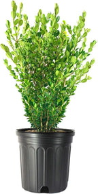 Wintergreen Boxwood | 1 Extra Large Trade 3 Gallon Plant | Buxus Microphylla | Evergreen Shrub, Dense Foliage, Formal Garden, Low Maintenance, Privacy Hedge, Year-Round Interest, Landscaping Shrub