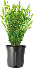 Wintergreen Boxwood | 2 Extra Large Trade 3 Gallon Plants | Buxus Microphylla | Evergreen Shrub, Dense Foliage, Formal Garden, Low Maintenance, Privacy Hedge, Year-Round Interest, Landscaping Shrub