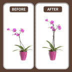 10Pcs Plant Support Stakes with 15 Pcs Plant Clips, Plant Sticks for Indoor and Outdoor Plants, Orchid Clips and Stakes,16inch Tall Bendable Single Stem Flower Stakes Bendable (10, Brown-16inch)