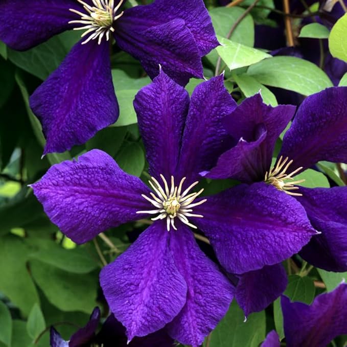 Clematis Vine Plant, Clematis Vine Plants Live in 2.5 Inch Pot, Perennial Climbing Clematis Plants Live for Outdoor Garden (Dark Purple Flowers)