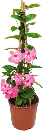 Mandevilla Vine Plants - Pink Giant - Overall Height 36" - Tropical Plants of Florida (Plant Only)