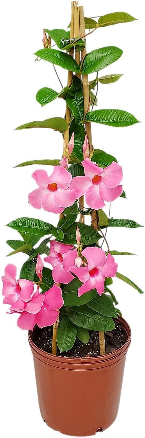 Mandevilla Vine Plants - Pink Giant - Overall Height 36" - Tropical Plants of Florida (Plant Only)