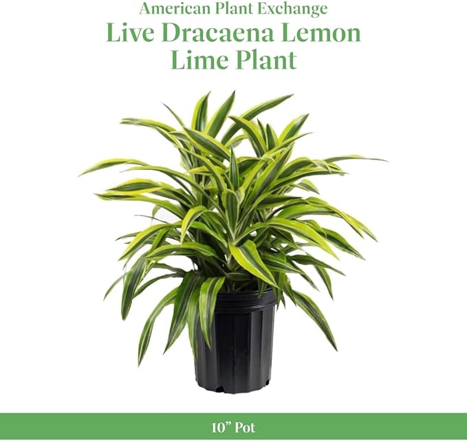 American Plant Exchange Dracaena Lemon Lime – 3-Gallon with Pot – Live Indoor/Outdoor Air Purifying Plant, Vibrant Green Foliage for Home, Office, or Patio Decor