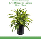 American Plant Exchange Dracaena Lemon Lime – 3-Gallon with Pot – Live Indoor/Outdoor Air Purifying Plant, Vibrant Green Foliage for Home, Office, or Patio Decor