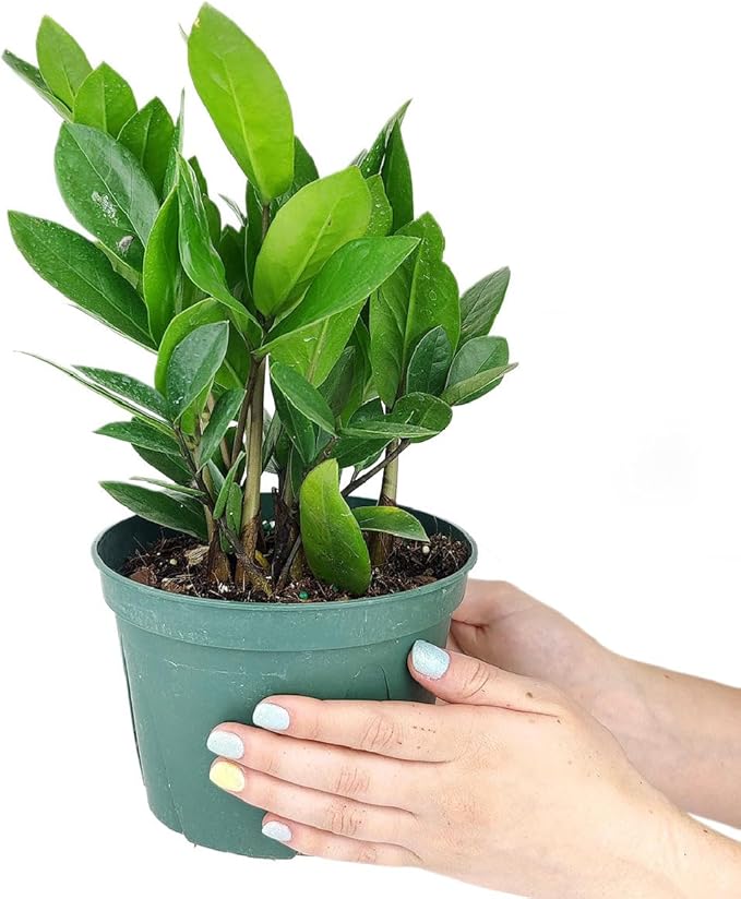 ZZ Plant (6 inch) - Lucky Houseplants - 4/6 inch Unique Live Decorative Houseplants - Easy to Care Indoor Plants, Perfect for Office, Home & Feng Shui Decor