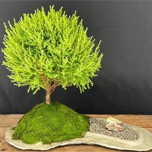Lemony Christmas Tree. Lemon Cypress 'Goldcrest' (Cupressus Macrocarpa) - Vibrant Yellow-Green Foliage, Citrus Scent, Indoor/Outdoor (4 Cypress-Lemon Cups)
