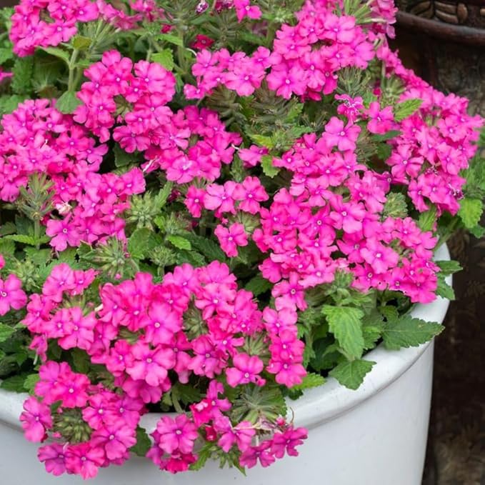 3 Pink Verbena Plants Live, Hardy Perennial Flower, 4-8 Inches Tall, Outdoor Garden Plant