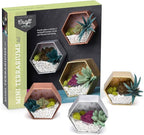 Craft Crush — Mini Plants Terrariums Easy Fun Arts and Craft Kit — Make 3 Charming Faux Terrariums! — For Ages 13 and Up