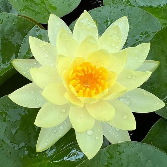 4 Pack Live Water Lily Pre-Grown Tuber in Red, Blue, Purple, Yellow Flower for Indoor-Outdoor Pond Decoration